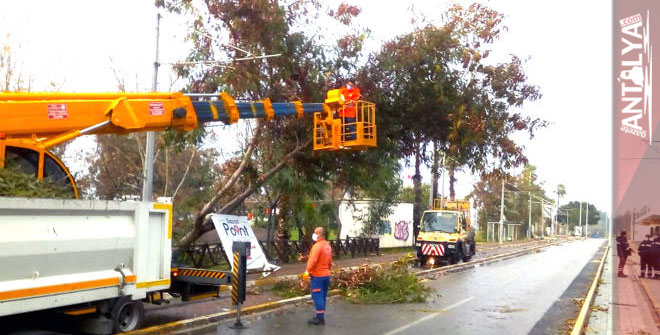 Büyükşehir fırtınadan devrilen ağaçlara müdahale etti